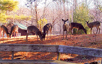 Deer Outside of Northland Lodge