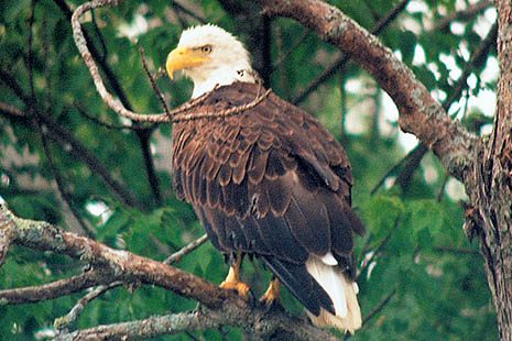 eagle-wildlifequest-web