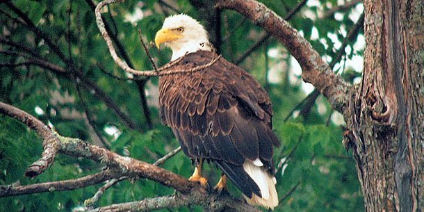 eagle-wildlifequest-web