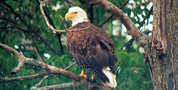 Bald Eagle Sitting on Tree Branch